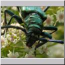 Aromia moschata - Moschusbock 04.jpg